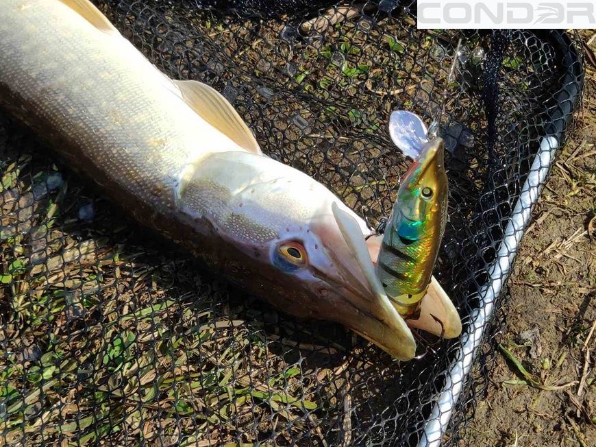 Воблер Condor Fishing Ipike 100F 100мм 17.3гр 0-1.2м Колір: 506, фото 3